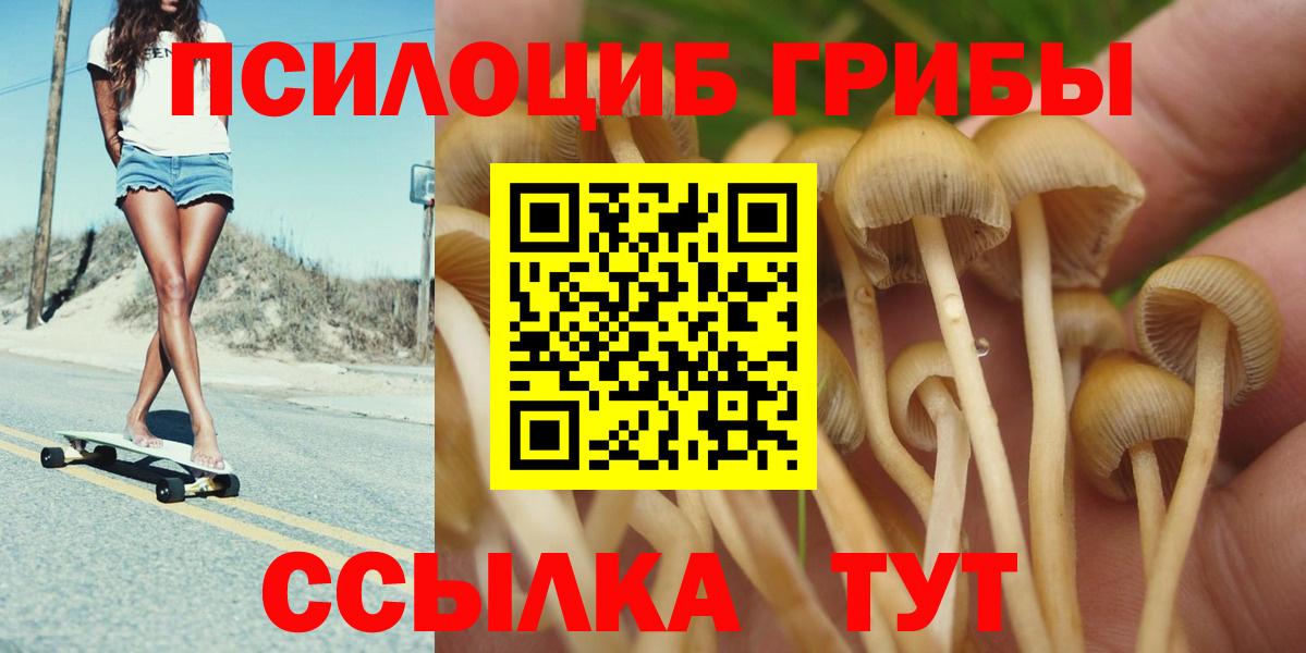 купить  цена  Псилоцибиновые грибы Psilocybine cubensis  Вход с VPN  Черногорск 